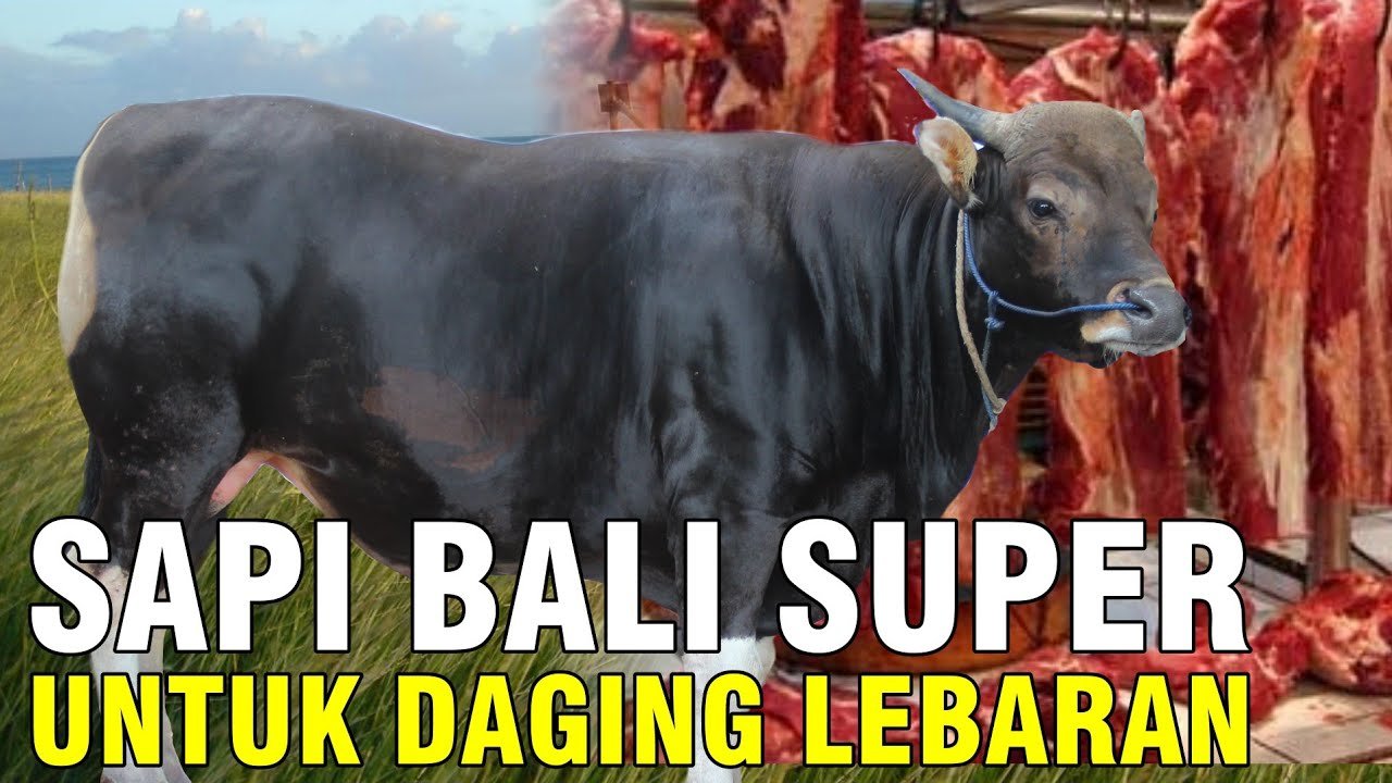 
                                 Pesanan-Daging-Sapi-Lebaran-Idul-Fitri